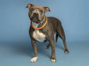 Pit Bull Terrier Dogs Available for Adoption in Phoenix, Arizona - LUCY | PetCurious