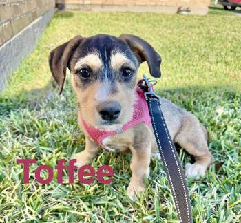 Schnauzer and Wirehaired Terrier Dogs Available for Adoption - Toffee | PetCurious