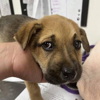 Shepherd Dogs Available for Adoption in Parrish, Alabama - Dally | PetCurious