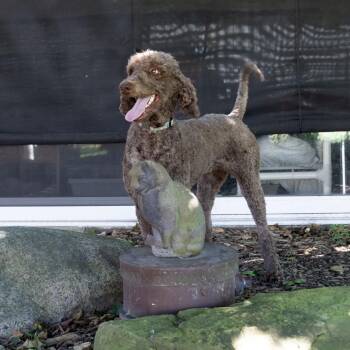 Miss Poodle -  Standard Poodle Dog for Adoption in Mckean, Pennsylvania - Miss Poodle | PetCurious