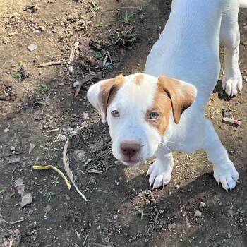 ROXY -  Hound and Labrador Retriever Dog for Adoption in Chicopee, Massachusetts - ROXY | PetCurious