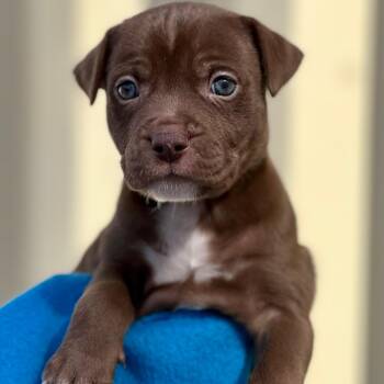 Rescue Mixed Breed Dogs for Adoption in Berwick, Maine - RACHEL - ARRIVING IN MAINE MID-DECEMBER | PetCurious