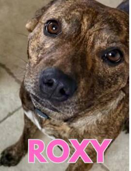 Roxy -  Pit Bull Terrier Dog for Adoption in Shalimar, Florida - Roxy | PetCurious