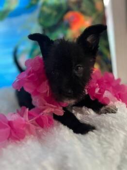 Makani -  Schnauzer and Terrier Dog for Adoption in Milton, Georgia - Makani | PetCurious