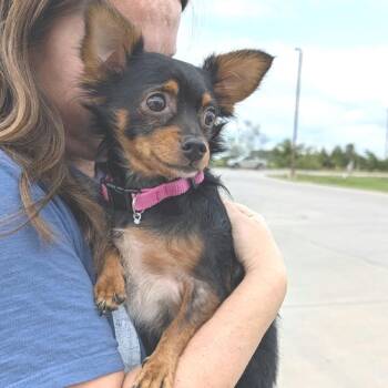 Bean -  Chihuahua Dog for Adoption in Overland Park, Kansas - Bean | PetCurious