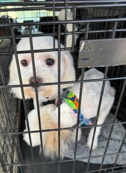 Rescue Havanese Dogs for Adoption in Matthews, North Carolina - Ferrari | PetCurious