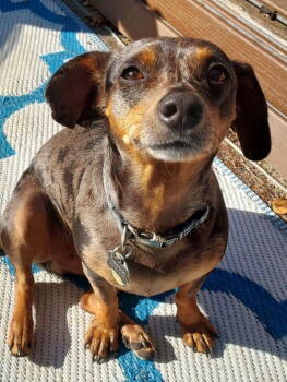 Rescue Dachshund and Chihuahua Dogs for Adoption in West Columbia, South Carolina - Dawson2 | PetCurious