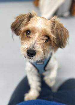 Rescue Terrier Dogs for Adoption in Montgomery, New Jersey - Sunday | PetCurious