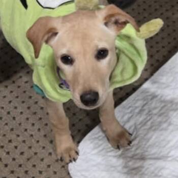 Rescue Labrador Retriever Dogs for Adoption in Carmel Hamlet, New York - Dallas (Texas Sweethearts) | PetCurious