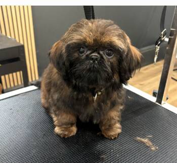 No name #1 -  Shih Tzu Dog for Sale in Marion, Michigan - No Name #1 | PetCurious