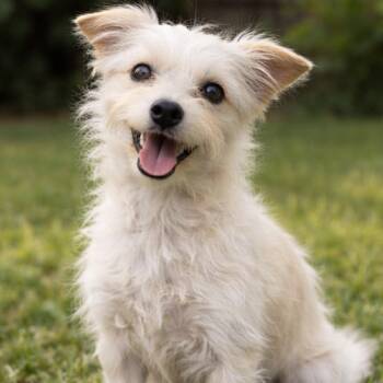 Terrier Dogs Available for Adoption - Bella Blue PC | PetCurious