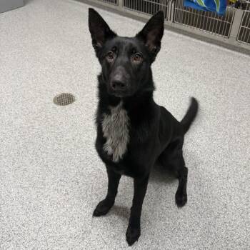 Shepherd Dogs Available for Adoption in Grand Rapids, Michigan - Clementine | PetCurious