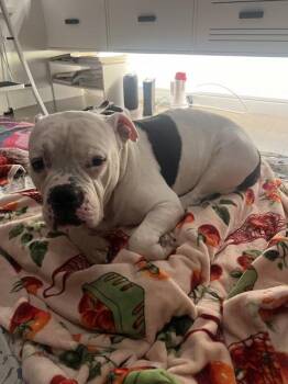 Mixed Breed Dogs Available for Adoption in New York, New York - Charcoal | PetCurious