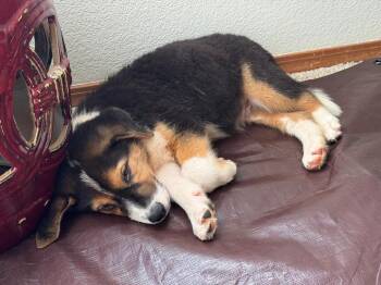 HANSON -  Australian Shepherd Dog for Adoption in Broomfield, Colorado - HANSON | PetCurious