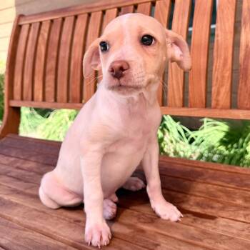Luther -  Chihuahua Dog for Adoption in Agoura Hills, California - Luther | PetCurious