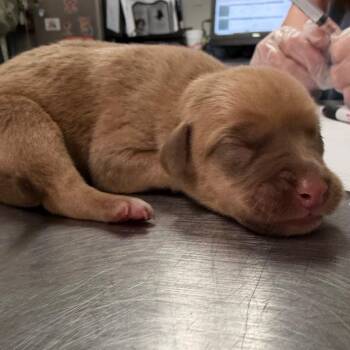 Tumbleweed -  Mixed Breed Dog for Adoption in Charleston, West Virginia - Tumbleweed | PetCurious