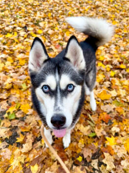 Rescue Siberian Husky and Mixed Breed Dogs for Adoption in Cincinnati, Ohio - Carrie | PetCurious