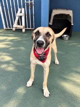 Gus -  Boxer and Labrador Retriever Dog for Adoption in Albion, New York - Gus | PetCurious