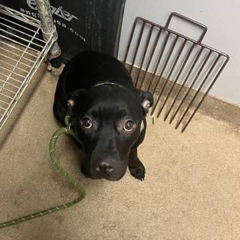Licorice -  Mixed Breed Dog for Adoption in Chattanooga, Tennessee - Licorice | PetCurious