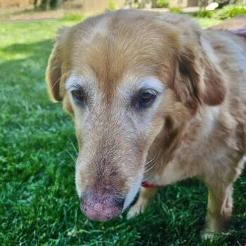 Katie #7140 -  Golden Retriever Dog for Adoption in Louisville, Kentucky - Katie #7140 | PetCurious