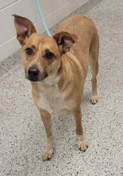 Mixed Breed Dogs Available for Adoption in Kansas City, Missouri - Starlight | PetCurious