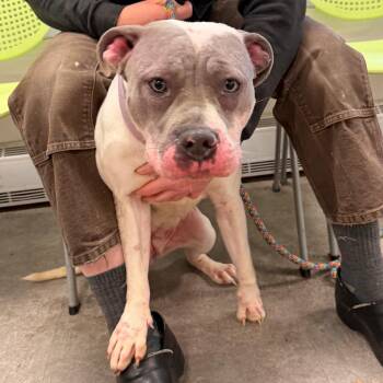 Sheena -  Mixed Breed Dog for Adoption in Philadelphia, Pennsylvania - Sheena | PetCurious