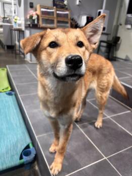 Kuni -  Jindo Dog for Adoption in New York, New York - Kuni | PetCurious