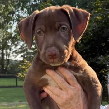 Mousse -  Labrador Retriever Dog for Adoption in Raeford, North Carolina - Mousse | PetCurious