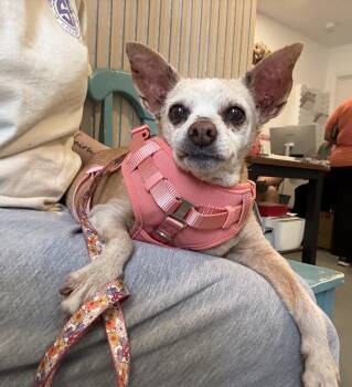 Chihuahua Dogs Available for Adoption in San Antonio, Texas - Paris | PetCurious