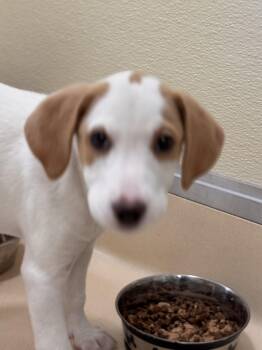 Hound Dogs Available for Adoption in Pawleys Island, South Carolina - Mayo | PetCurious