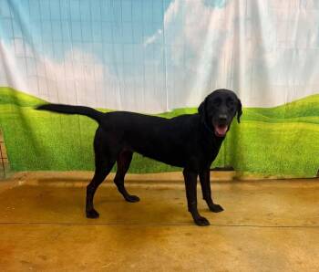 Annie -  Labrador Retriever Dog for Adoption in Lewisville, Indiana - Annie | PetCurious