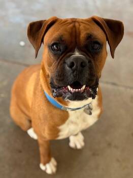 Boxer Dogs Available for Adoption - Rocky | PetCurious