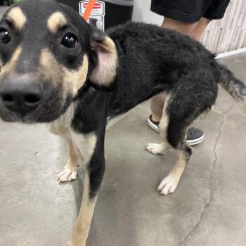 Anabella -  German Shepherd Dog and Mixed Breed Dog for Adoption in Tampa, Florida - Anabella | PetCurious