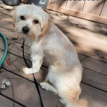 Tucker -  Terrier and Mixed Breed Dog for Adoption in Olathe, Kansas - Tucker | PetCurious
