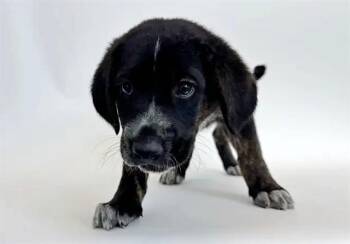 BRUNO -  Terrier Dog for Adoption in Brentwood, Missouri - BRUNO | PetCurious