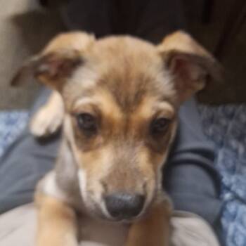 Rescue Labrador Retriever and Australian Cattle Dog Blue Heeler Dogs for Adoption in Greenfield, Indiana - Duncan - Orange | PetCurious