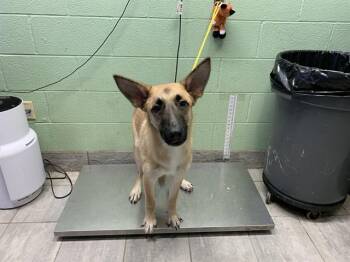 HICKORY -  German Shepherd Dog and Mixed Breed Dog for Adoption in Grand Prairie, Texas - HICKORY | PetCurious