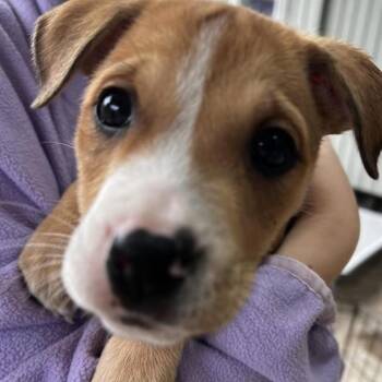 Croissant -  Terrier Dog for Adoption in Eugene, Oregon - Croissant | PetCurious