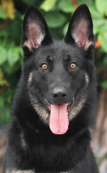 Zara von Zarrendorf -  German Shepherd Dog Dog for Adoption in Los Angeles, California - Zara Von Zarrendorf | PetCurious