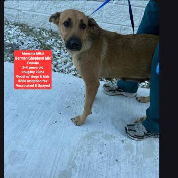 Momma Mitzi -  German Shepherd Dog Dog for Adoption in Oviedo, Florida - Momma Mitzi | PetCurious