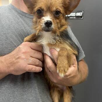 Buzz -  Yorkshire Terrier Dog for Adoption in Manchester, Tennessee - Buzz | PetCurious