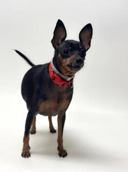 Rescue Miniature Pinscher Dogs for Adoption in Hayward, California - LADYBUG | PetCurious