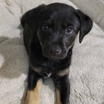 Loki -  Retriever and Hound Dog for Adoption in Minneapolis, Minnesota - Loki | PetCurious