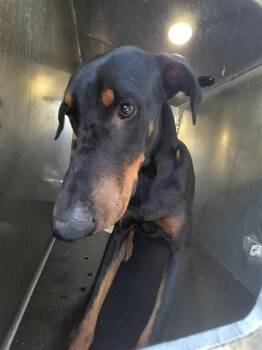 TLALOC THE RAIN PRINCE -  Doberman Pinscher Dog for Adoption in San Antonio, Texas - TLALOC THE RAIN PRINCE | PetCurious