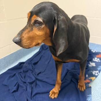 Mixed Breed Dogs Available for Adoption in Gainesville, Florida - Lorelai | PetCurious