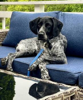 Available for Adoption - Patroklos (WI, USA) -  German Shorthaired Pointer Dog for Adoption in Chelsea, Michigan - Available For Adoption - Patroklos (WI, USA) | PetCurious