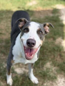 Chapman -  Mixed Breed Dog for Adoption in Atlanta, Georgia - Chapman | PetCurious