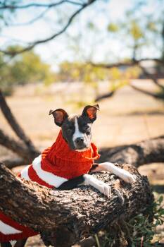 Rescue Labrador Retriever Dogs for Adoption in Mico, Texas - Cowboy | PetCurious