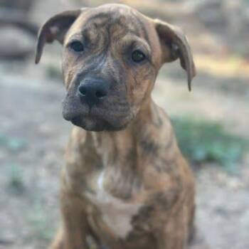 Annie -  Mixed Breed Dog for Adoption in Chattanooga, Tennessee - Annie | PetCurious