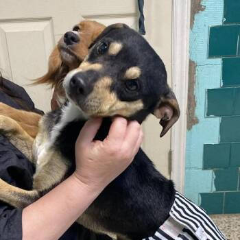 Mixed Breed Dogs Available for Adoption in Madison, Wisconsin - Ricky | PetCurious